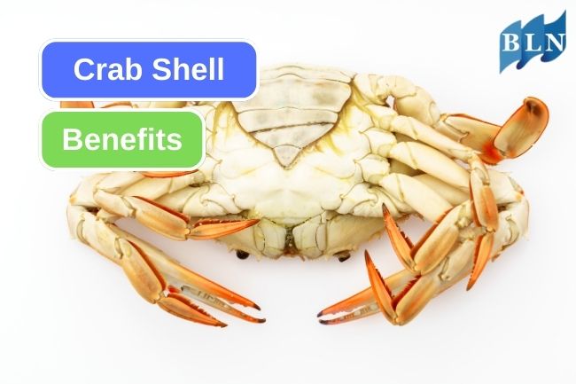 8 Potential Benefits of Crab Shell Waste 
